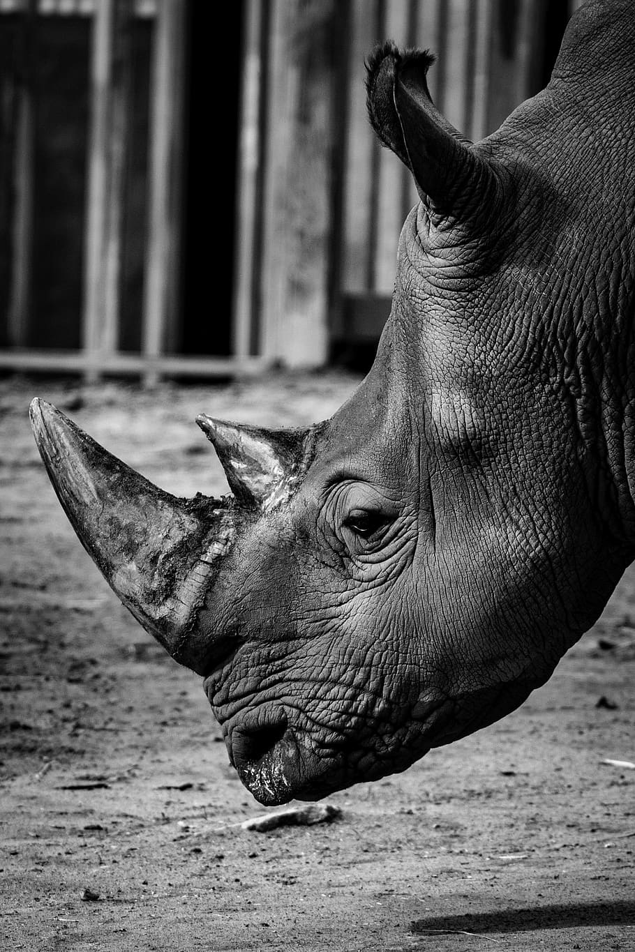 rhinoceros, nature, zoo, animal, horns, wild, safari, wildlife, africa, rhino