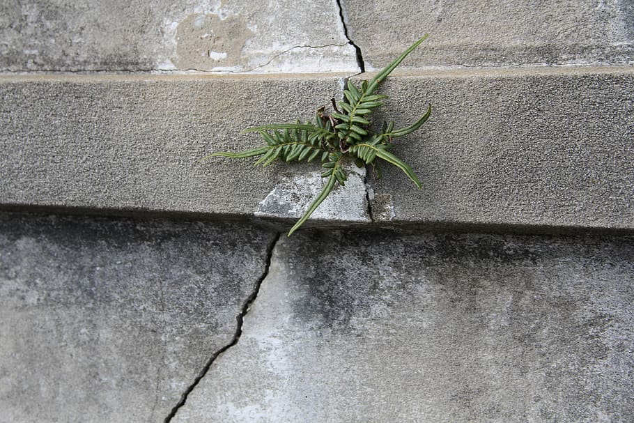 new orleans, nola, fern, plant, tomb, crack, stone, wall - building feature, wall, day