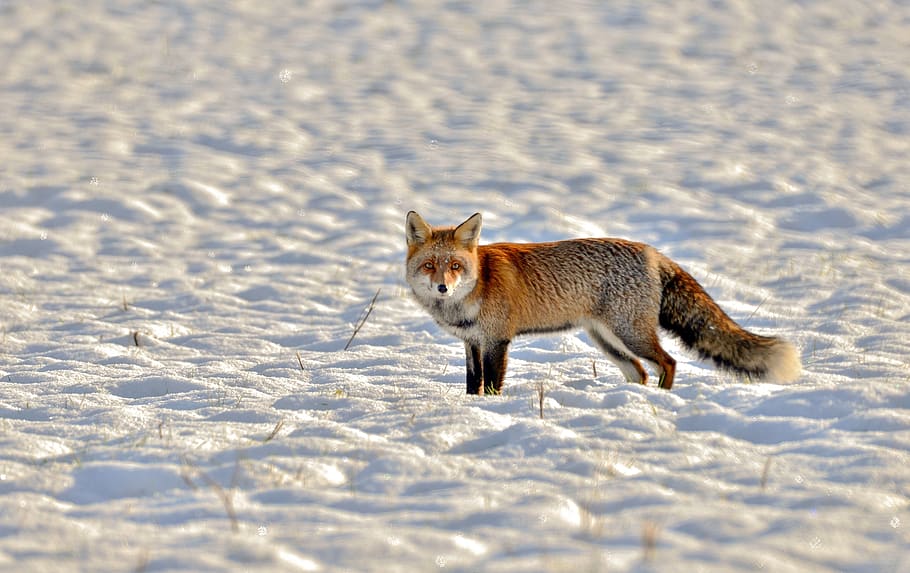 fox, predator, wild, mammal, nature, fauna, luxembourg, winter, snow, coat