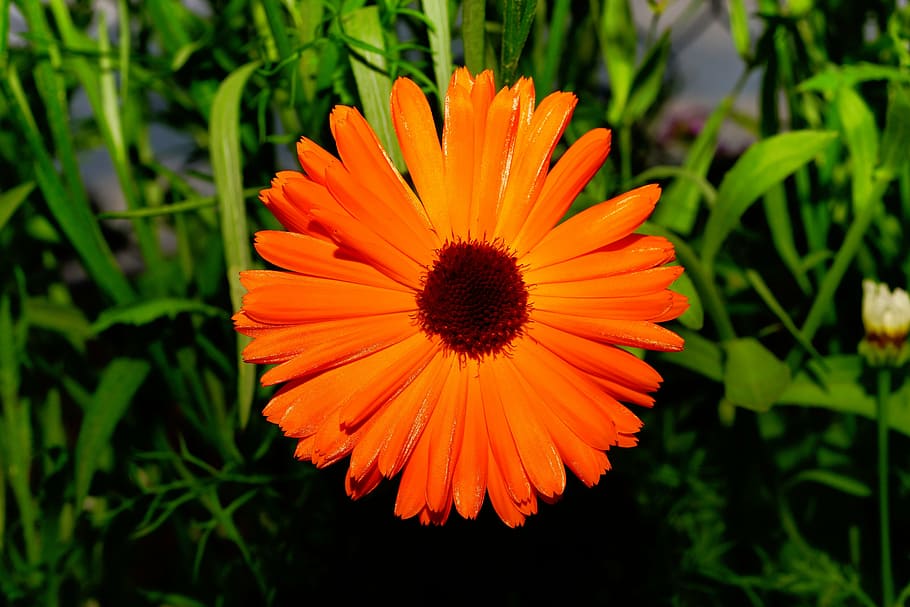 color orange, flowers, chrysanthemum, green, rain, drop of water, pretty, fragrance, aroma, flower bed