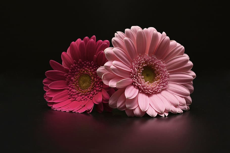 dua, pink, bunga calendula, gerbera, bunga, gerbera Daisy, daisy, daun bunga, alam, close-up