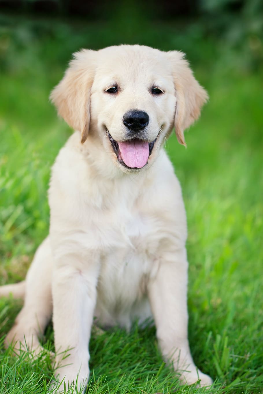 golden, retriever, green, grass, daytime, dog, puppy, young, white, pet
