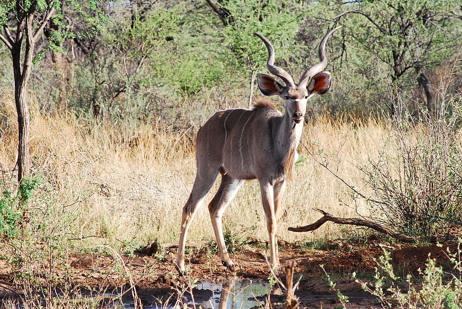 Kudu, Antelope, Horned, Antler, large kudu, pride, sublime, namibia, man, guy