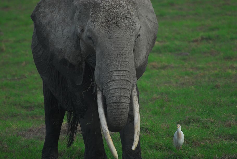 elephant, egret, bird, symbiosis, companions, friendship, big and small, juxtaposition, nature, earth hour