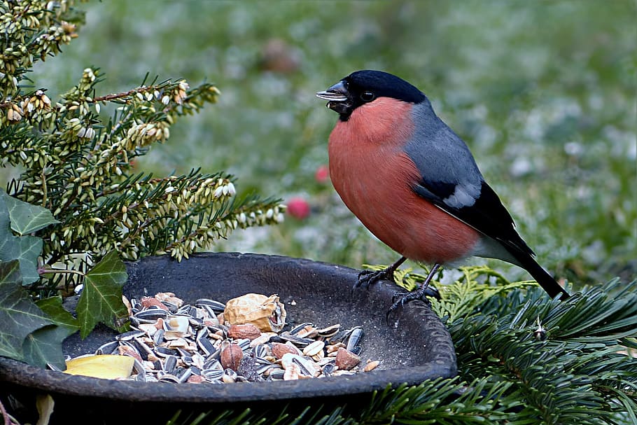 red, black, bird, bullfinch, pyrrhula, male, winter, food, nature, wildlife