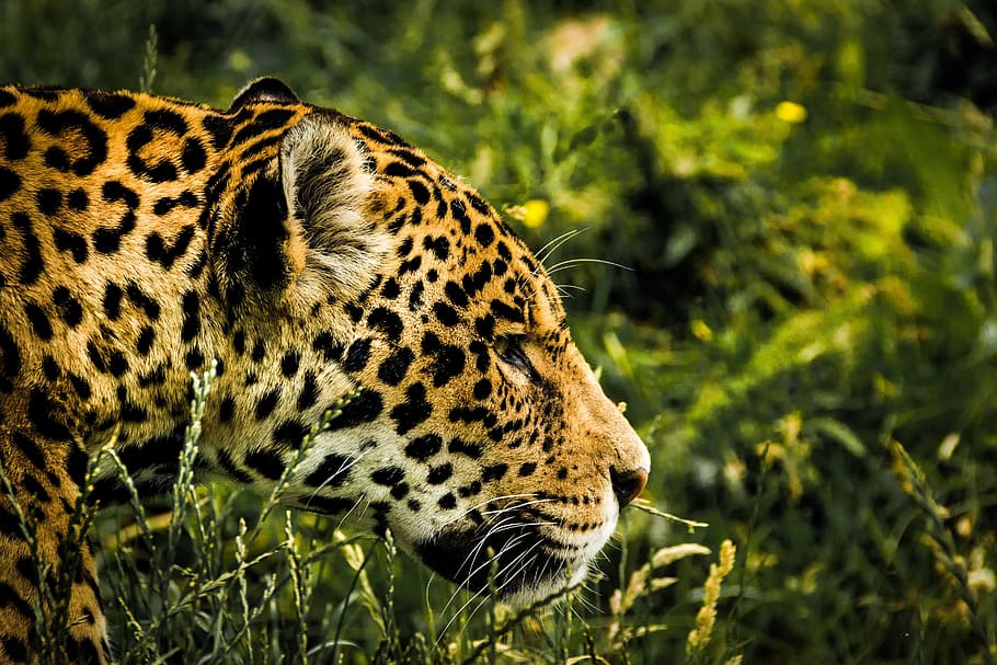 foto de leopardo, jaguar, gato salvaje, mamífero, zoológico, felino, grande, gato, animal, naturaleza