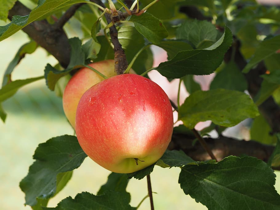 close, two, apples, apple, bio, harvest, vegetables, fruits, agriculture, food