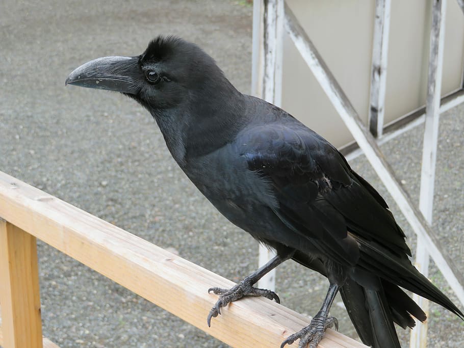 Crow, Blackbird, Raven, Bird, black, one animal, raven - bird, animal wildlife, day, vertebrate
