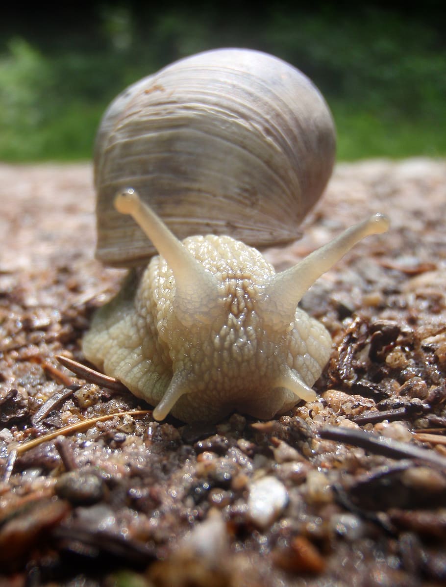 snail, forest, close, nature, macro, forest floor, gastropod, mollusk, animal, animal wildlife