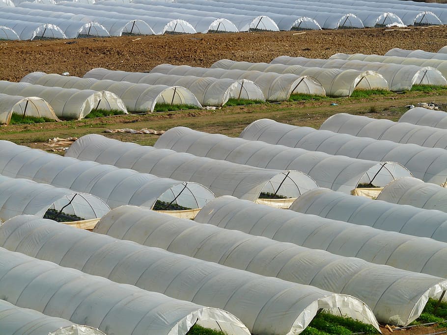 white, plant tent, field, greenhouse, nursery, agriculture, cultivation, cultivate, rural, ground