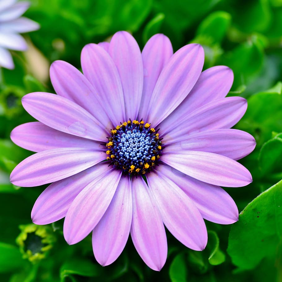 flower, osteospermum, nature, violet, purple, color, flowering, flowering plant, plant, fragility