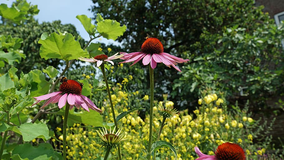 bumble bees, flowers, insect, summer, flower, bumblebee, echinacea, sun hat, plant, flowering plant