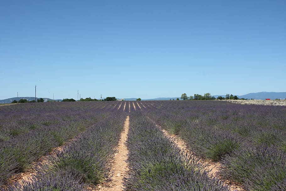 lavender, provence, sault, lanskap, langit, lingkungan, tanaman, tanah, bidang, alam