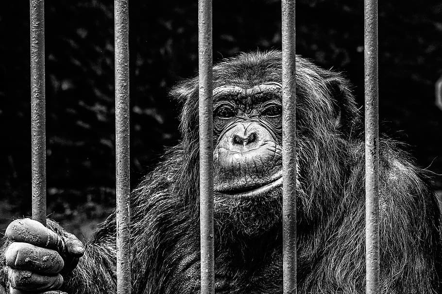 mono en jaula, mono, cautiverio, zoológico, encarcelado, cuadrícula, jaula, ojos, prisión, animal