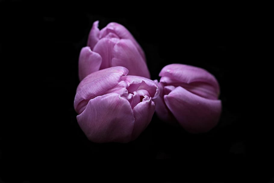 tres, púrpura, papel tapiz de flores, tulipanes, flores, flor de tulipán, cabezas de tulipán, fondo negro, violeta, tulipanes morados