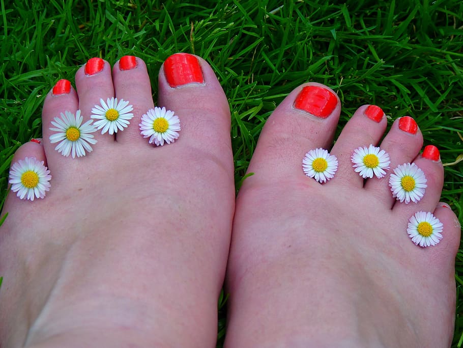 ocho, blanco, flores de manzanilla, humano, dedos de los pies, rojo, pedicura, pies, diez, esmalte de uñas