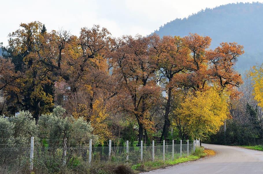 autumn, turkey, scholarship, doburca, village landscape, nature, tree, peace, forest, beautiful