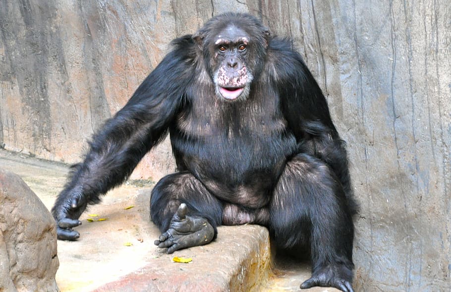 mono, chimpancé, dulce, temas de animales, animal, primate, mamífero, fauna animal, un animal, sentado