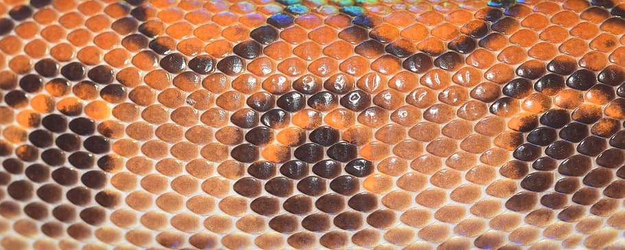 naranja, negro, cuero piel de serpiente textil, piel, escala, reptil, cerrar, patrón, textura, piel de serpiente