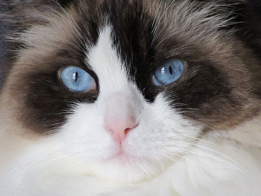 青, 目の猫, 見て, カメラ, 青い目, 猫, ラグドール, 飼い猫, ペット, 家畜