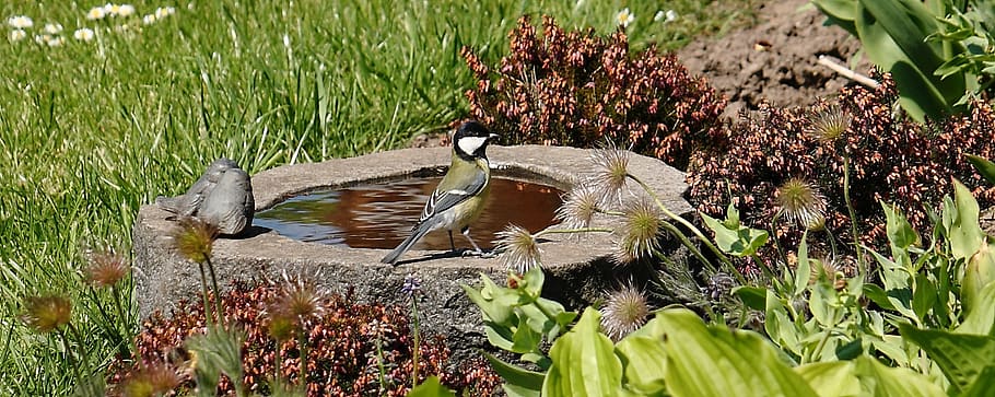 bird, bird bath, titmouse, expensive, spring, natural, banner, plant, flower, growth