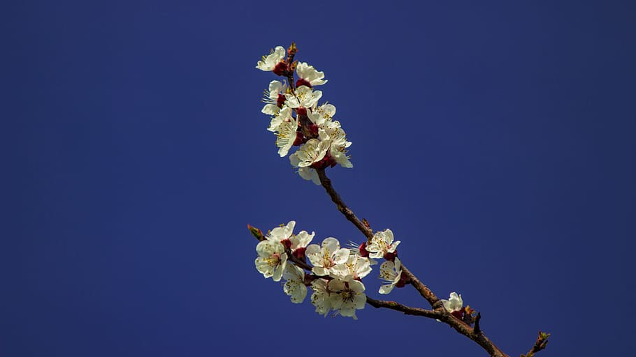 apricot blossom, wachau, austria, danube region, blossom, bloom, frühlingsanfang, white churches, spring, white