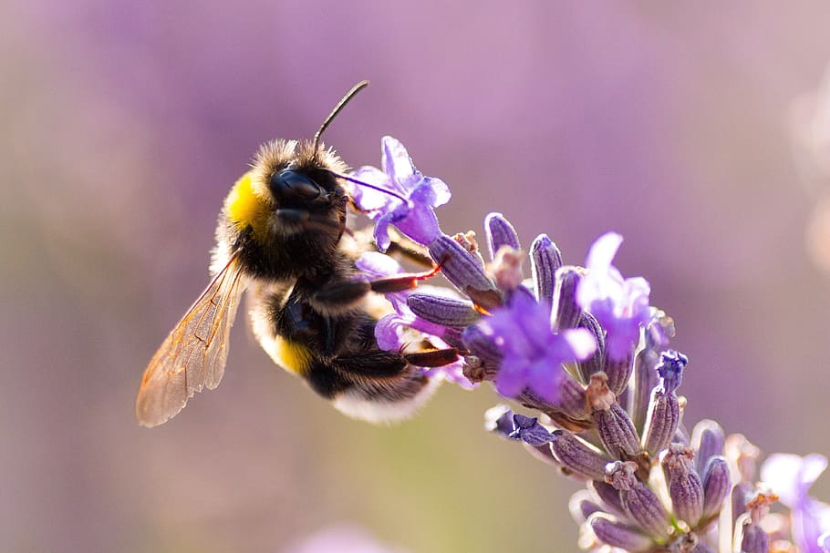 fotografi close-up, bumble, bee, ungu, bunga petaled, bourdon, lavender, makro, serangga, bunga