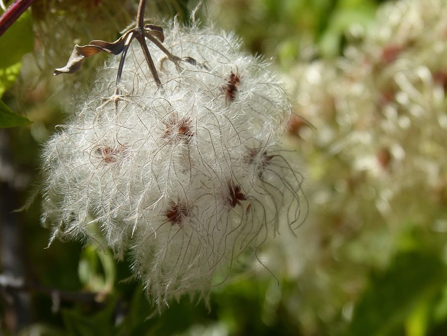 clematis, clematis vitalba, Clematis Vitalba, clematis, plant wildlife, flower, duster, seeds, nature, plant, growth