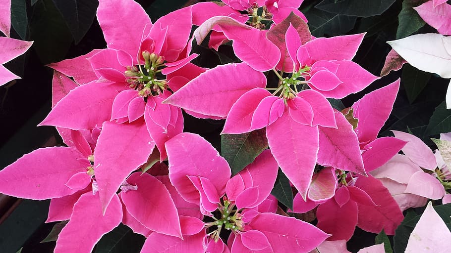 pink poinsettia flowers, poinsettia, pink, plant, christmas, flower, nature, leaf, backgrounds, flowering plant