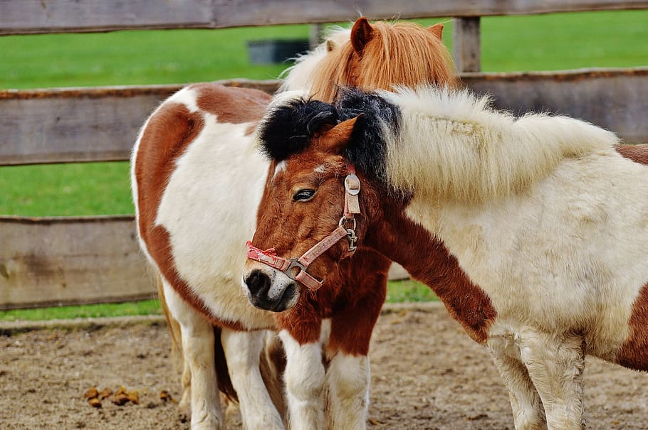 Pony, Animal Rescue, Horses, hoofed animals, good aiderbichl, sanctuary, animals, fond of animals, iffeldorf, animal
