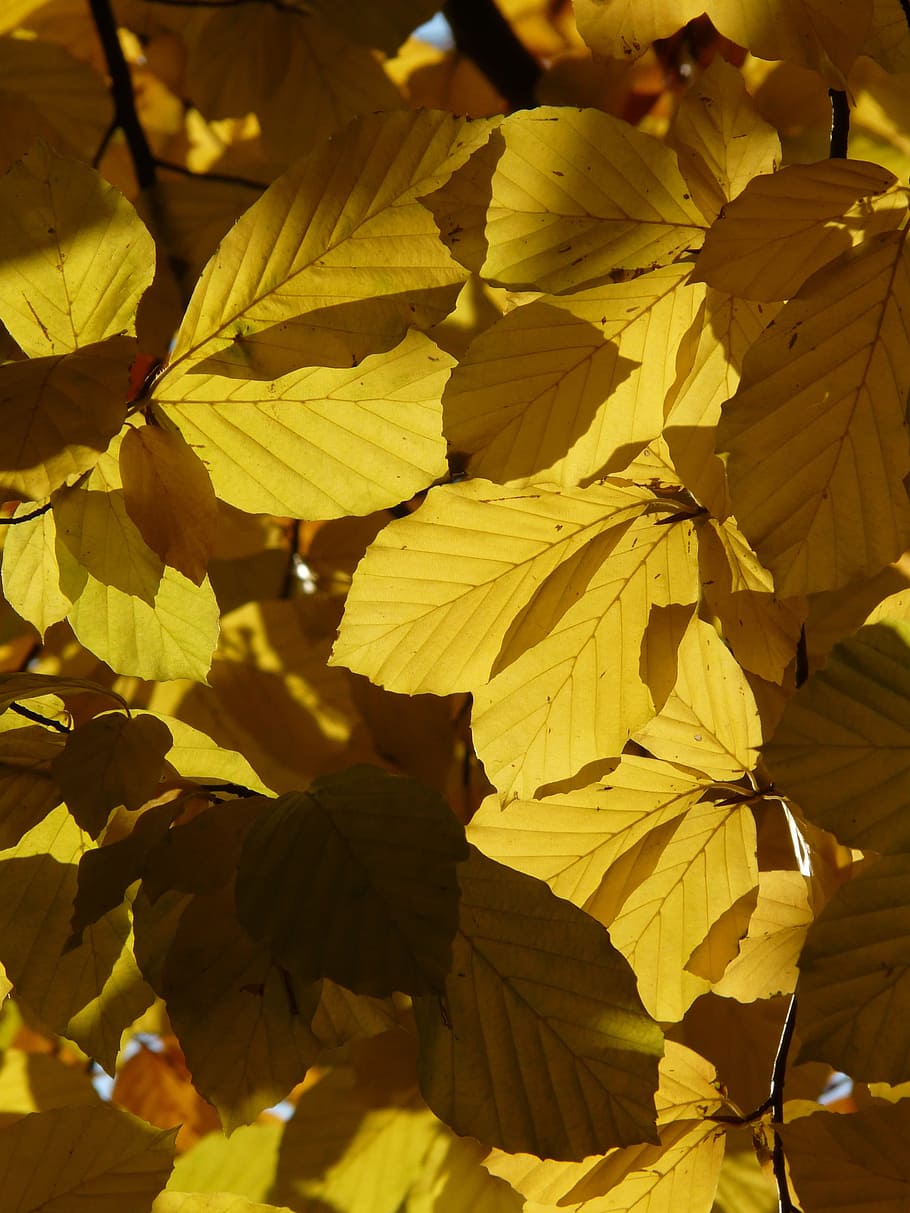 Beech, Fagus Sylvatica, fagus, deciduous tree, golden autumn, golden october, autumn, october, forest, leaves