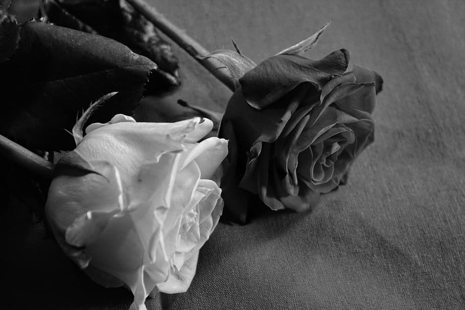greyscale photography, two, roses, rose, black, white love, loyalty, give, blossom, bloom