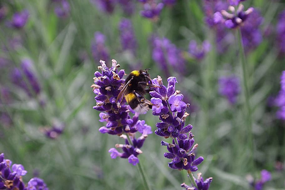 Lavender, Bumblebee, Kumbang, Serangga, Taman, bunga, musim panas, ungu, satu hewan, lebah