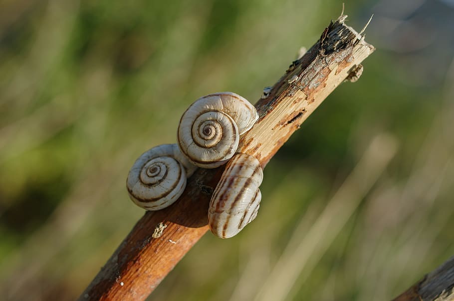 snail, pentax, macro, animal, mollusk, animal wildlife, focus on foreground, animals in the wild, close-up, gastropod
