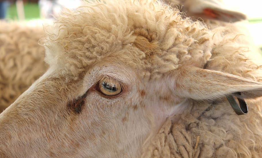 sheep, state fair, farm, agriculture, wool, ear, livestock, eye, looking, mammals