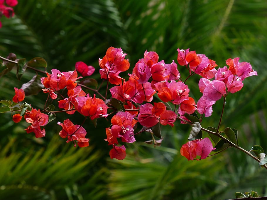 bougainvillea, colorful, flowers, red, intensive, color, bright, bush, bougainville, triple flower