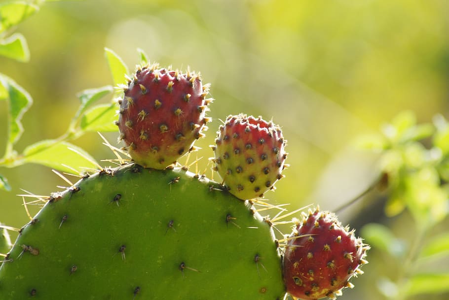 cactus, tuna, thorns, prickly pear cactus, succulent plant, plant, fruit, thorn, green color, close-up
