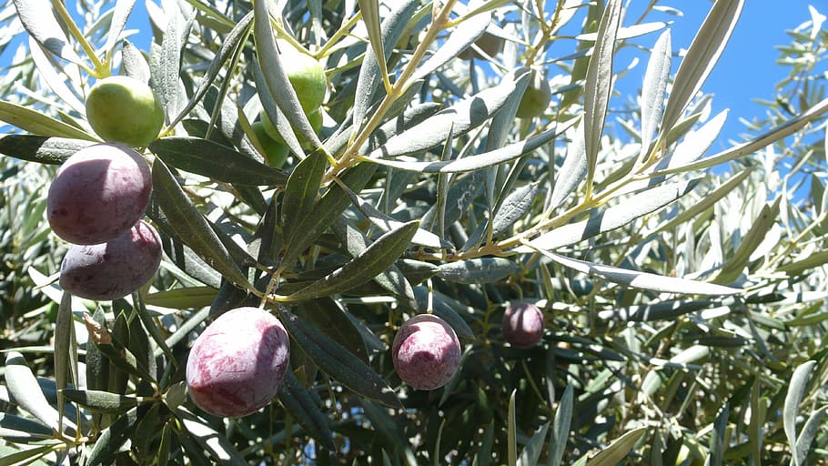 olives, olive, fruit, olivas, vegetable, growth, plant, tree, food and drink, food