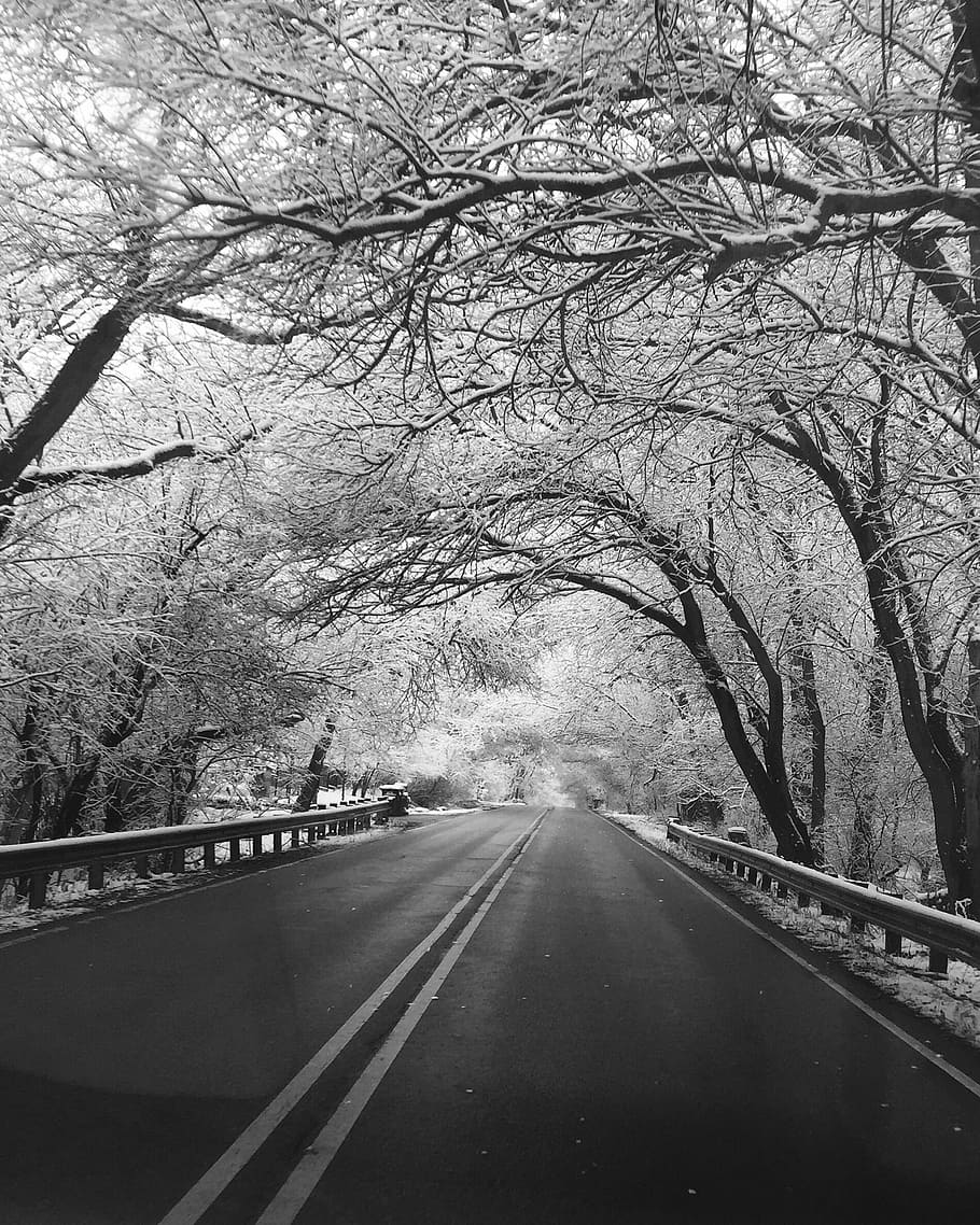 empty, road, trees, winter, black and white, snow, cold, nature, travel, frost