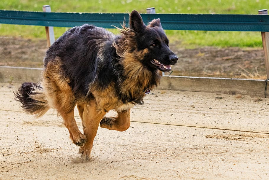 dog, runs, dog racing, dog runs, action, pet photography, greyhound racing, hundesport, sport, racecourse