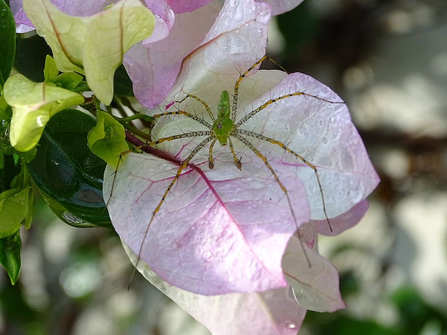 spider, nature, insects, bugs, arachnid, animals, animal, natural, green, flower