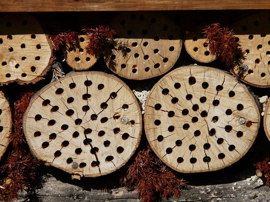 Tree, Grates, Drill, Holes, Insect Hotel, tree grates, drill holes, insect house, insect asylum, insect box