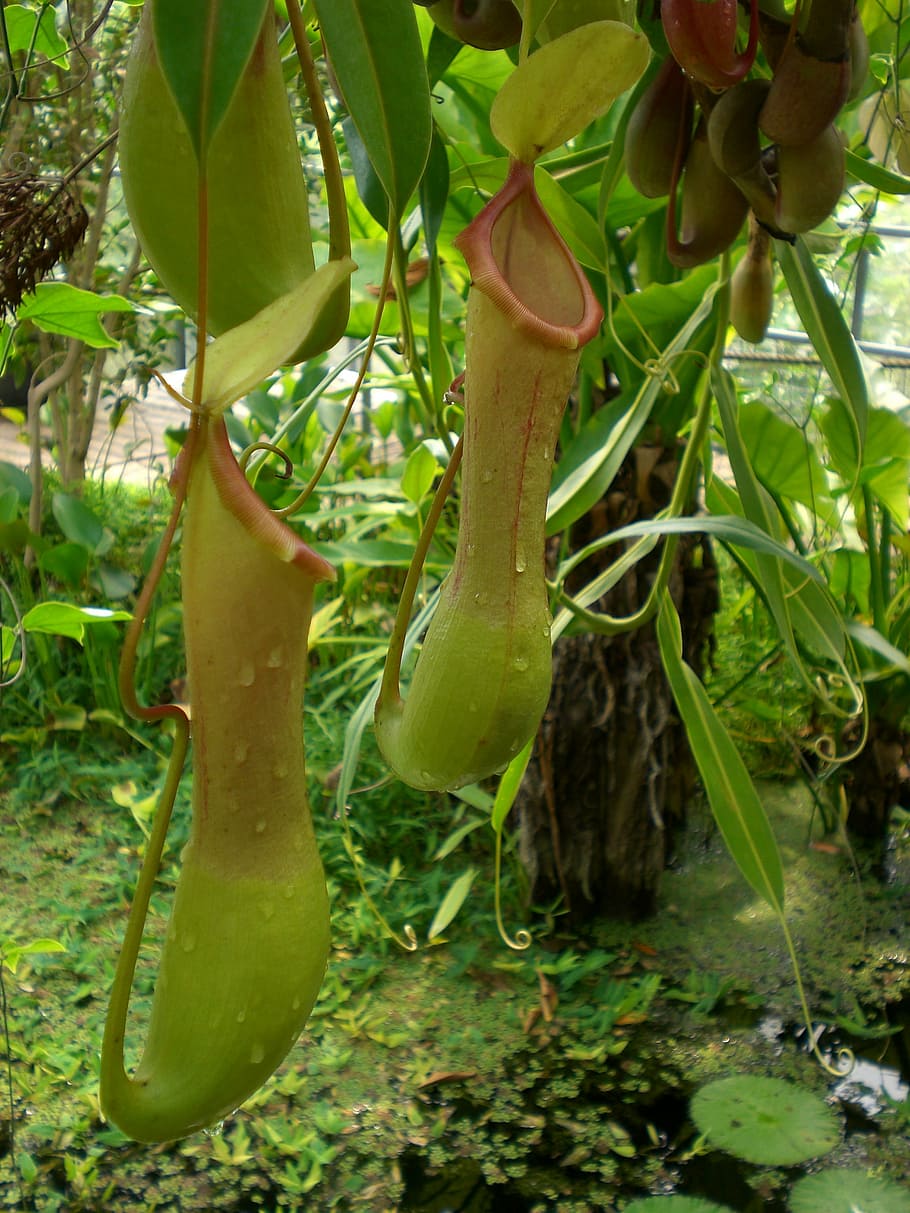 pitcher plant, jungle, nature, rainforest, tropical, green, tropics, exotic, carnivorous, nepenthes