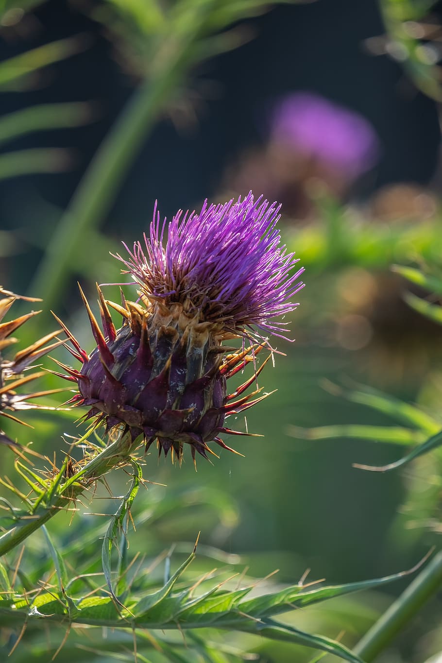 thistle, common donkey thistle, wool thistle, convulsive thistle, cancer thistle, prickly, flower, flora, blossom, bloom