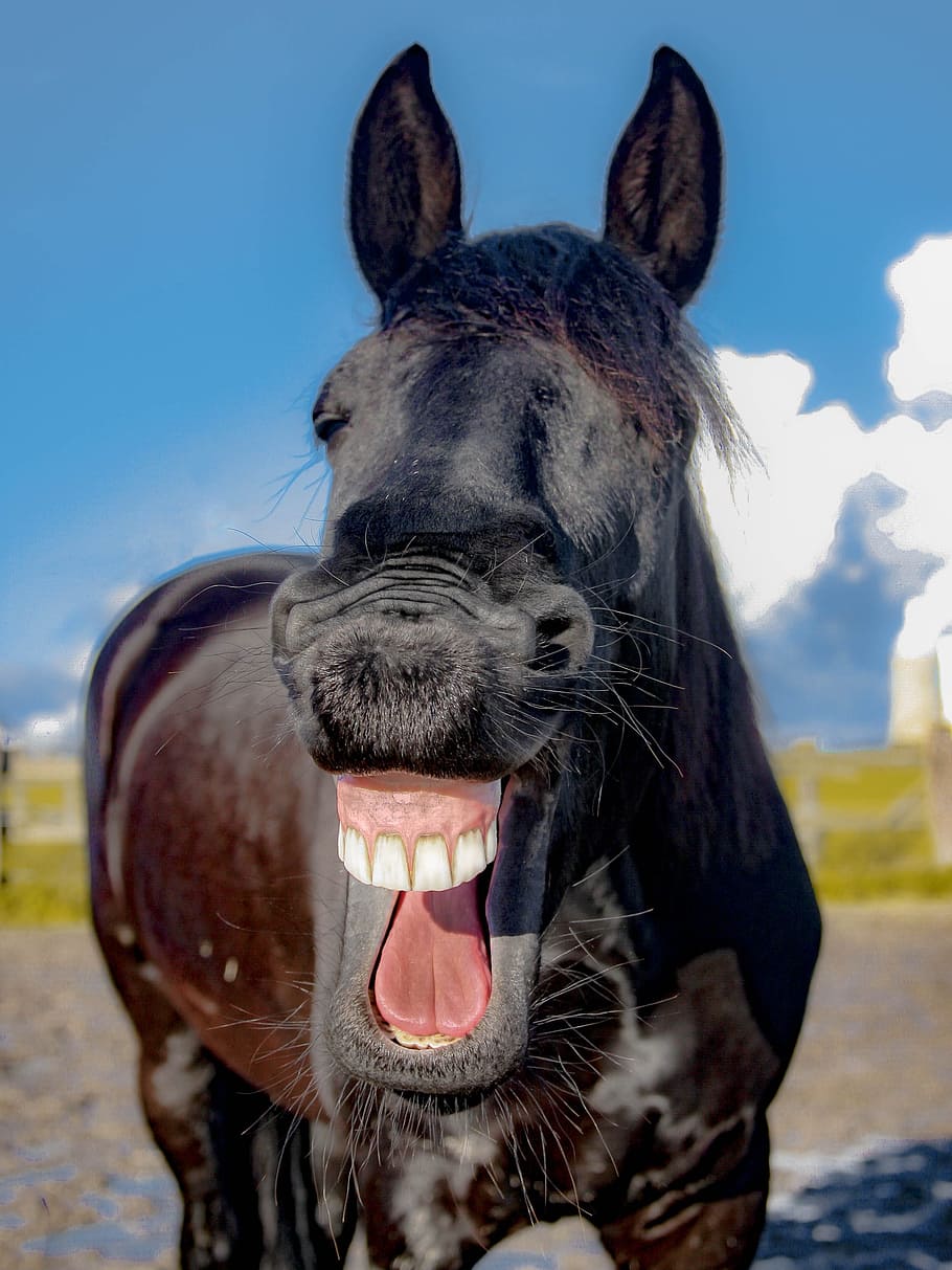 close, photograph, brown, horse, mare, friese, laugh, yawn, tooth, portrait