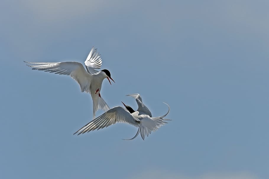 dos, blanco, pájaro, volando, cielo, durante el día, golondrina de mar ártica, aves, mar del Norte, discutiendo