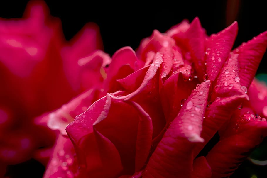 close-up photo, red, rose, flower, nature, plants, petals, bloom, water, dewdrops