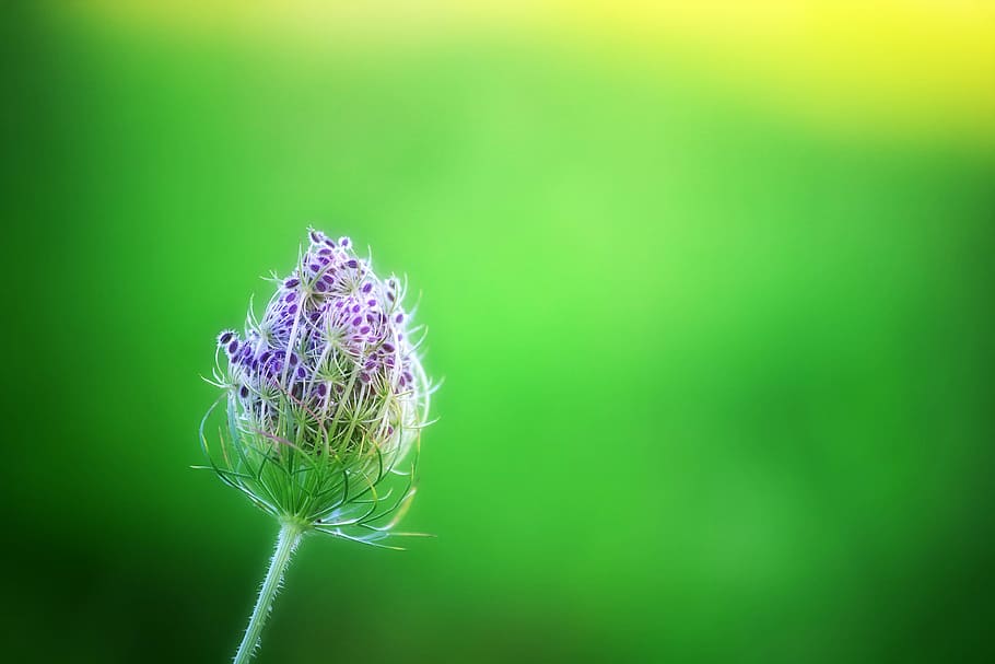 closeup, purple, flower, green, bokeh, lilac, nature, meadow, background, spring