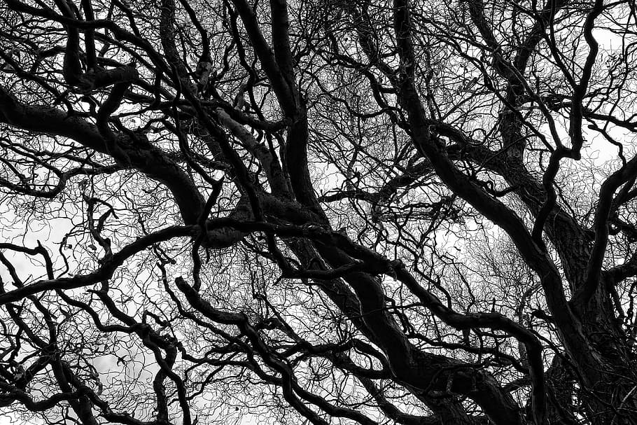 low-angle photography, bare, tree, daytime, branch, bare branch, gnarled, twisted, deciduous tree, winter tree