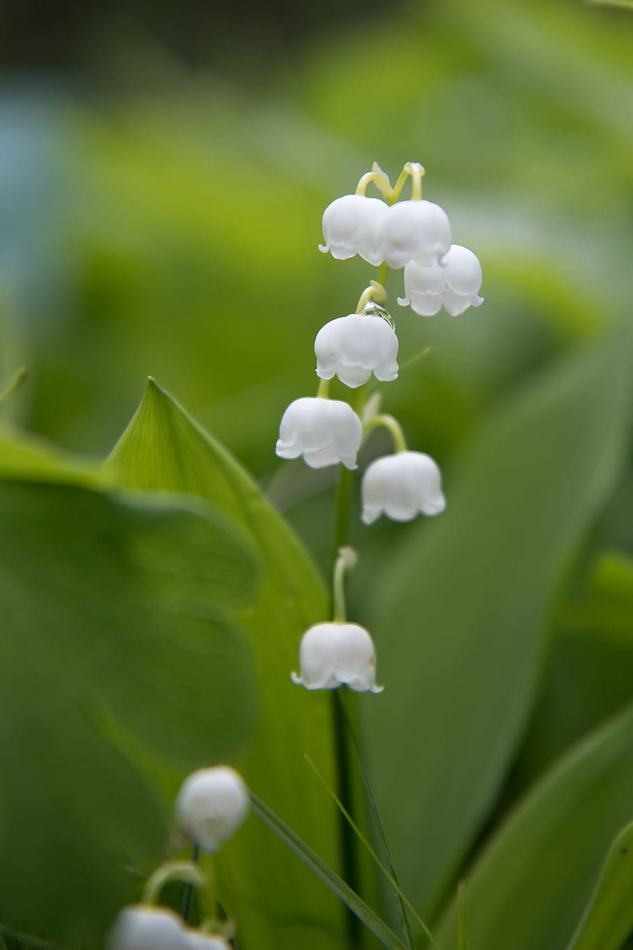 lily of the valley, flower, spring, blossom, bloom, nature, flora, green, may, flowering plant